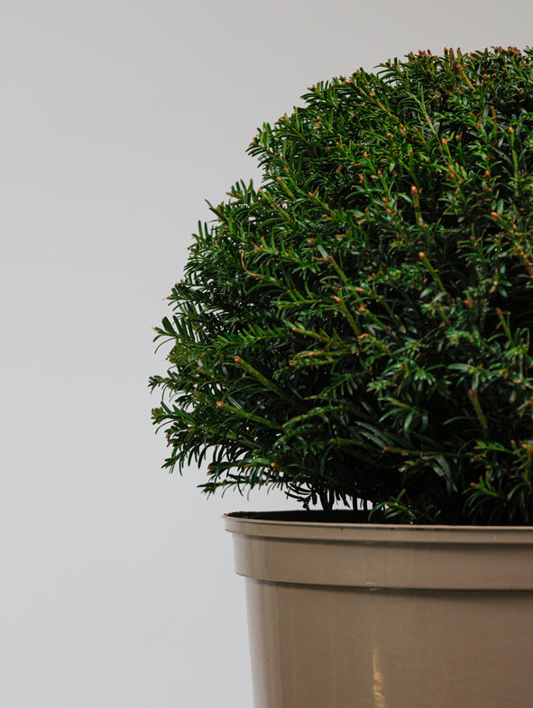 Taxus Dome - Medium - 30cm